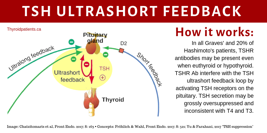 How TSH ultrashort feedback works, and antibody interference