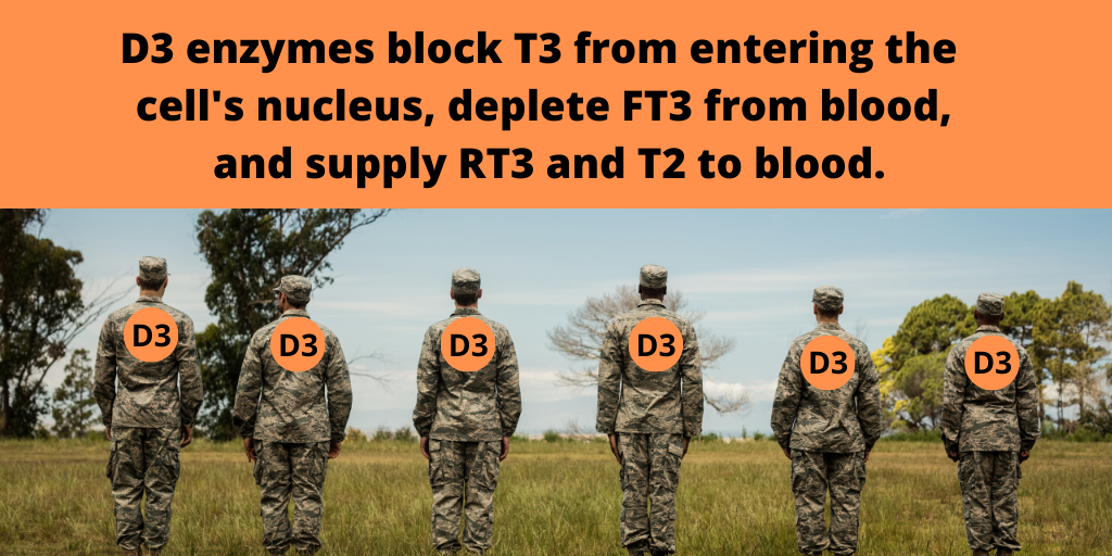 Deiodinase Type 3, not RT3, plays the T3-blocking role