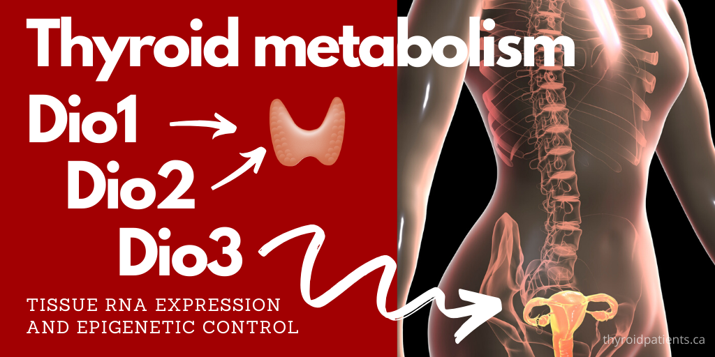 Tissue RNA expression of DIO1, DIO2, and DIO3