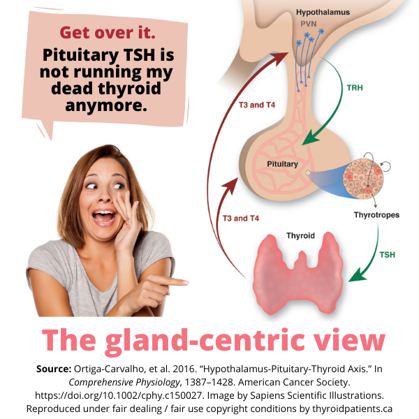 Visual bias: The pituitary gland in HPT axis diagrams