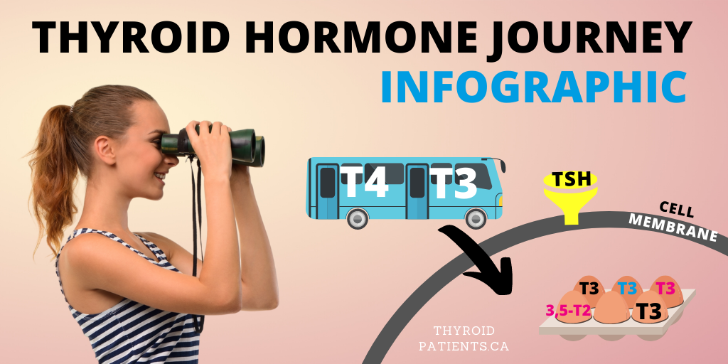 Infographic: Thyroid hormone journey