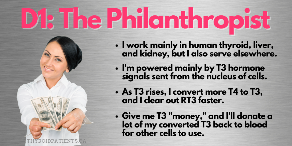 Meet deiodinase type 1 (D1): The philanthropist enzyme