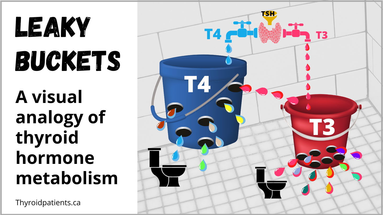 The leaky buckets analogy of thyroid hormone metabolism
